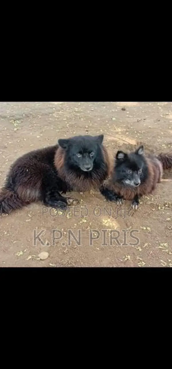 Pomeranian Puppies