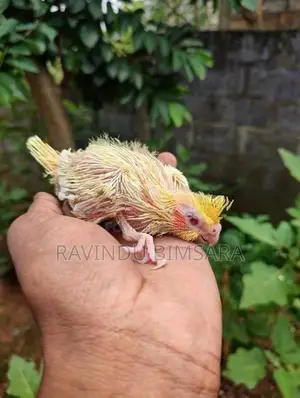 Cockatiel Chicks