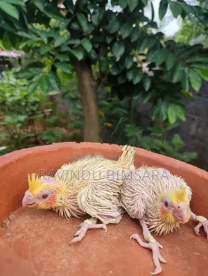 Cockatiel Chicks