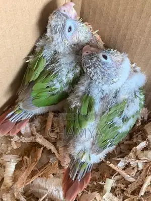 Pineapple Conure