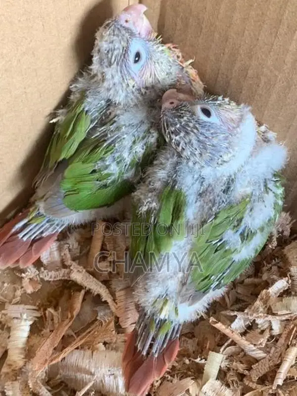 Pineapple Conure