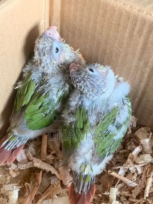 Pineapple Conure