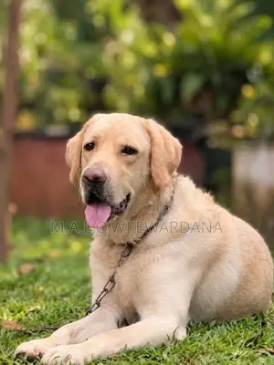Labrador Dog