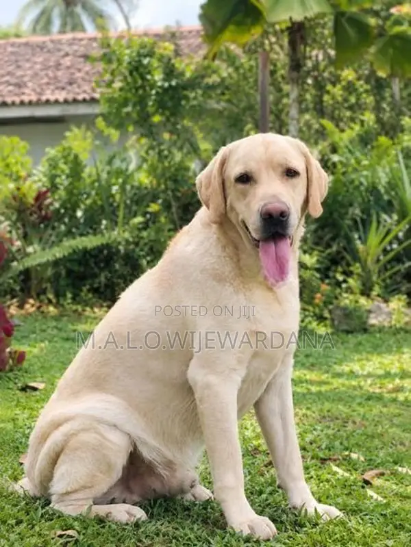 Labrador Dog