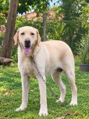 Labrador Dog