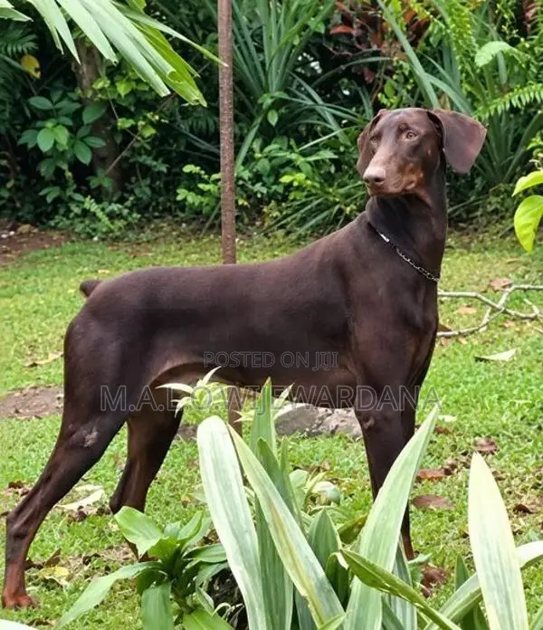 Doberman