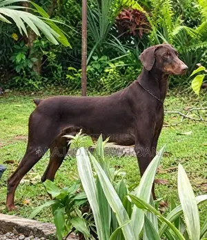 Doberman
