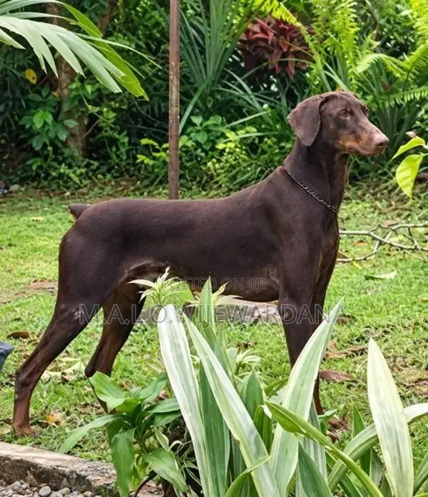 Doberman