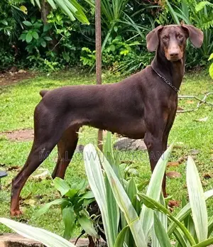 Doberman