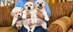 Labrador Puppies