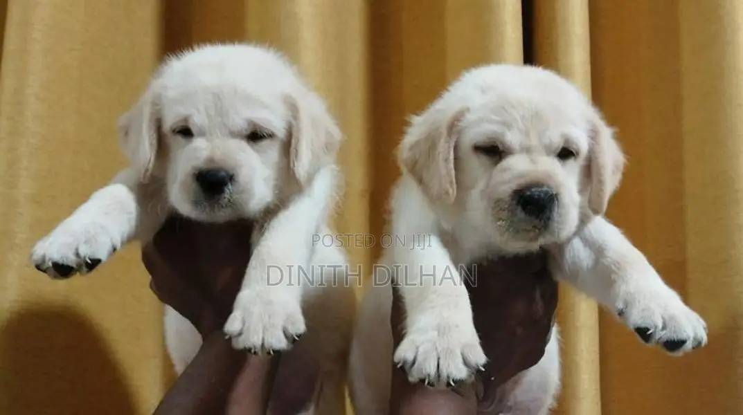 Labrador Puppies