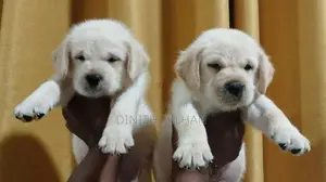 Labrador Puppies