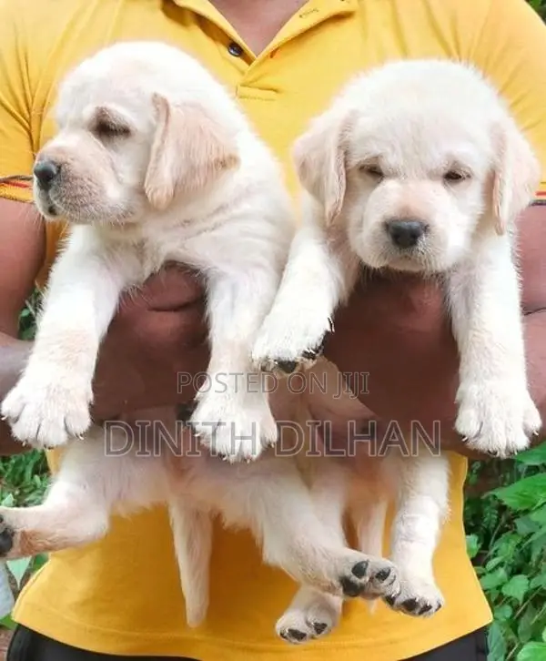 Labrador Puppies