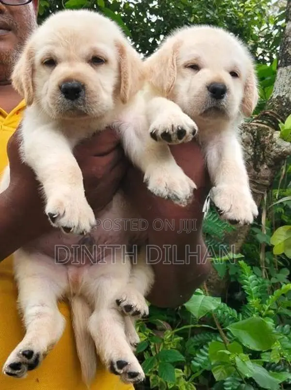 Labrador Puppies