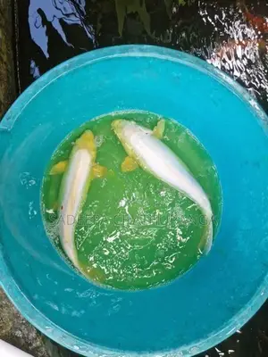 Carp Pair