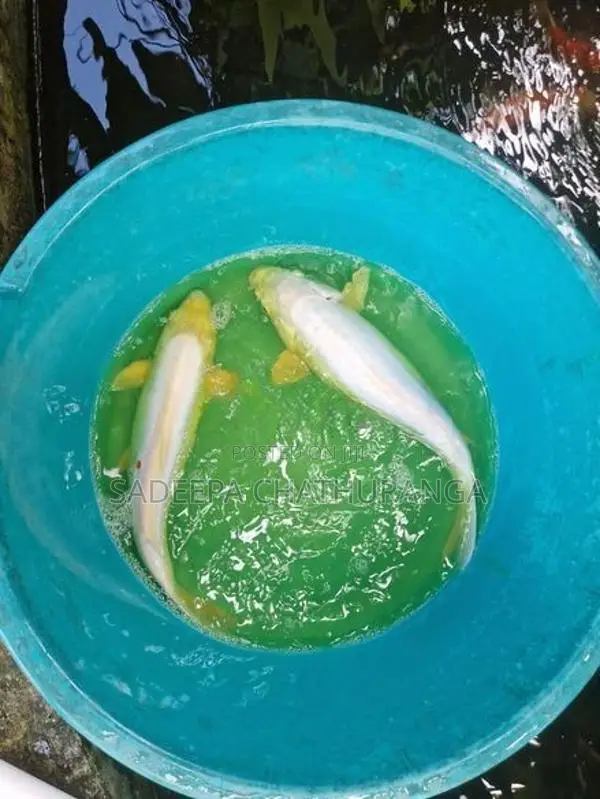 Carp Pair