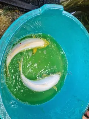 Carp Pair