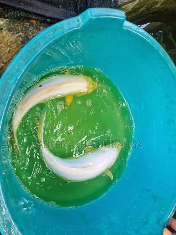 Carp Pair