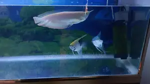 Fishtank With Filter Light 3.5ft