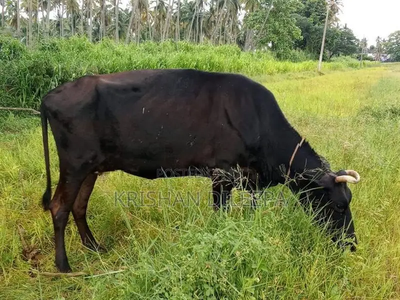 Farm Cow