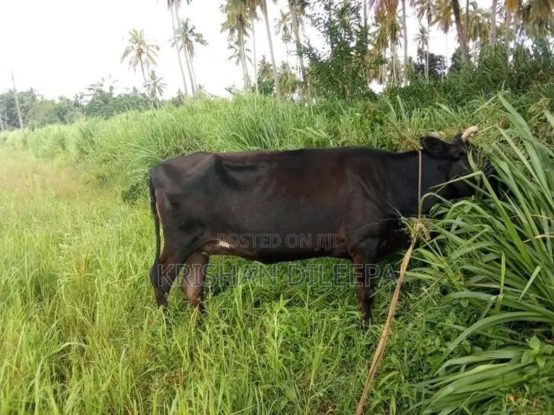 Farm Cow