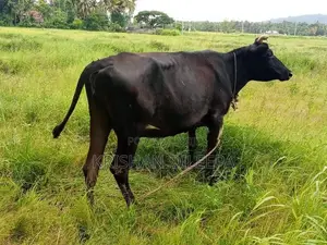 Farm Cow