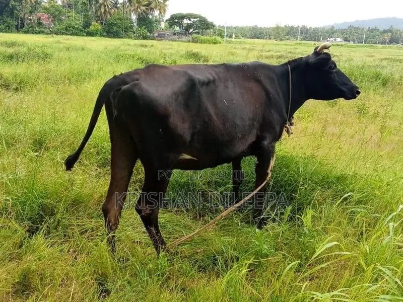 Farm Cow