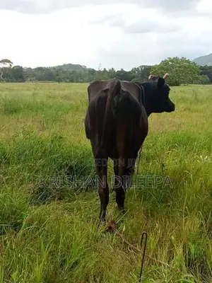 Farm Cow