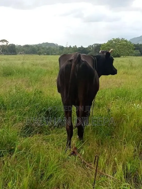 Farm Cow