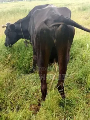 Farm Cow