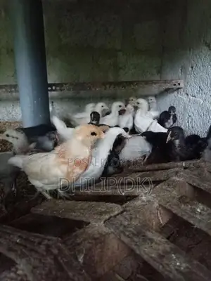 Country Chicken Chicks