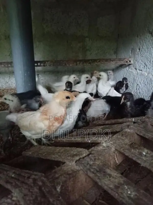 Country Chicken Chicks
