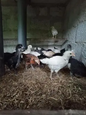 Country Chicken Chicks
