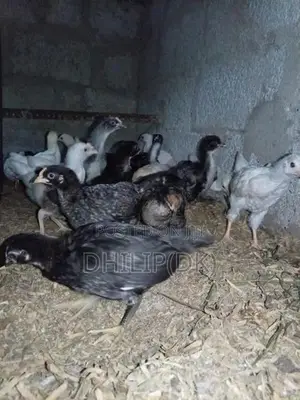 Country Chicken Chicks