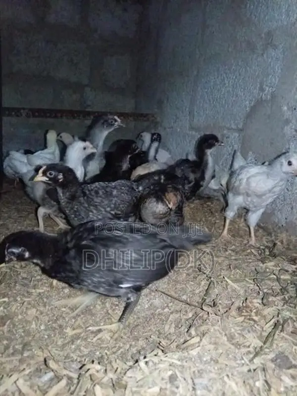 Country Chicken Chicks