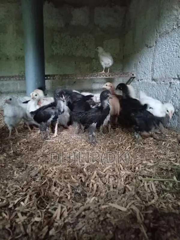 Country Chicken Chicks