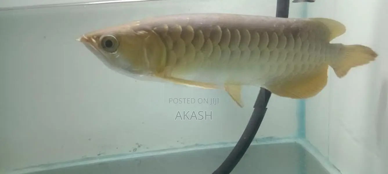 24K Crossback Golden Arowana