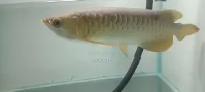 24K Crossback Golden Arowana