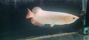 24K Crossback Golden Arowana