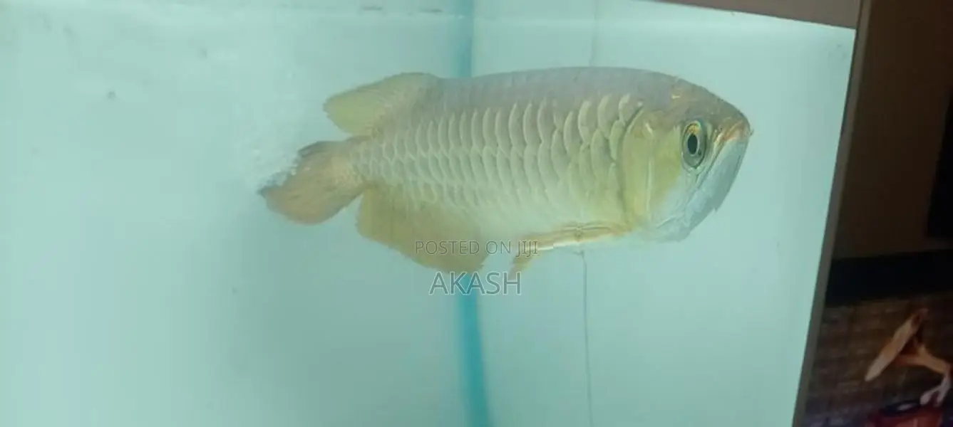 24K Crossback Golden Arowana
