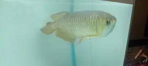 24K Crossback Golden Arowana