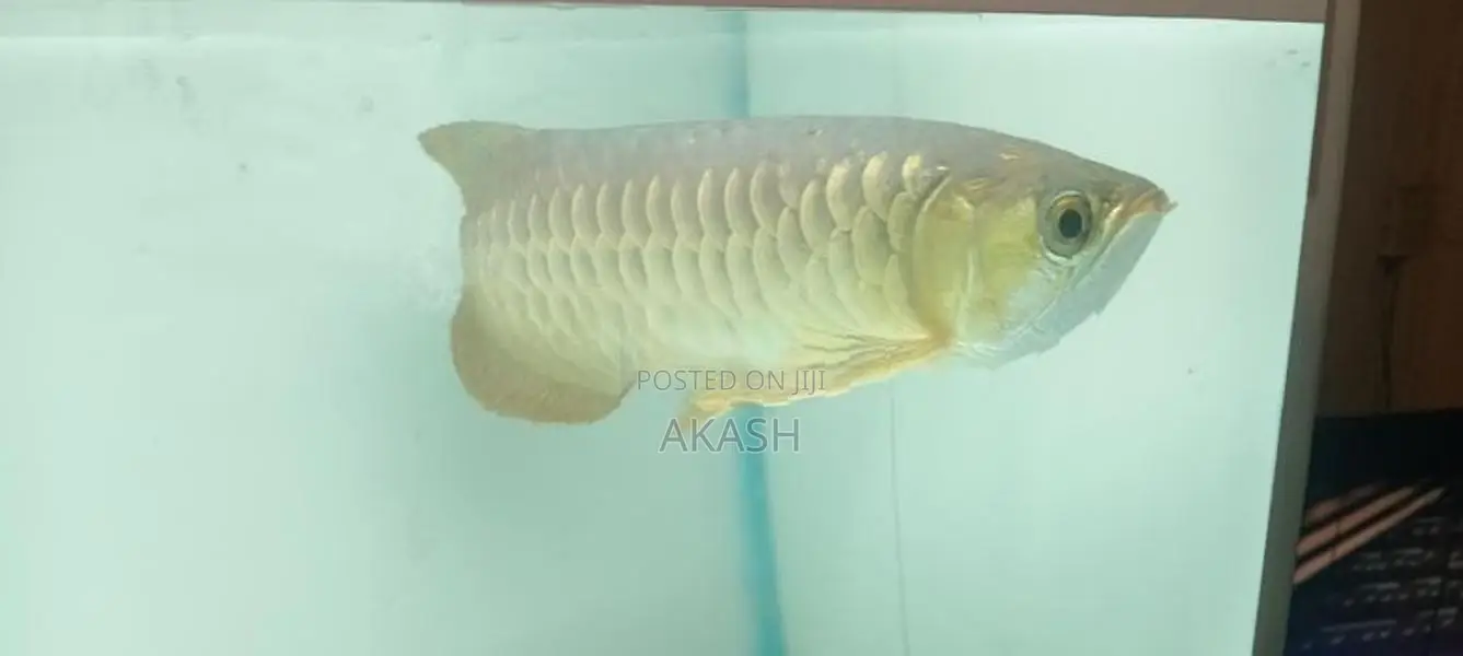 24K Crossback Golden Arowana