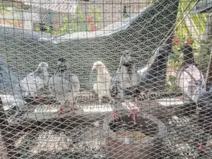 Pigeon
