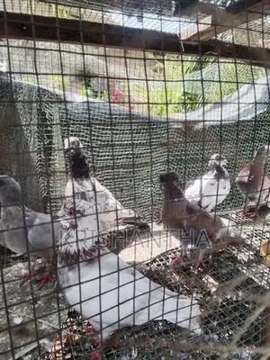 Pigeon