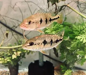 Peacock Bass