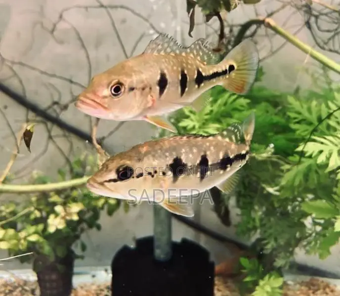 Peacock Bass