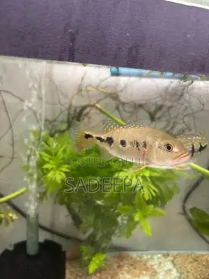 Peacock Bass