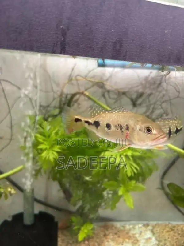 Peacock Bass