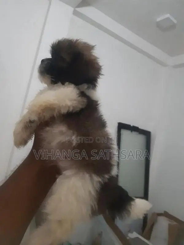 Sitzhu Pupies