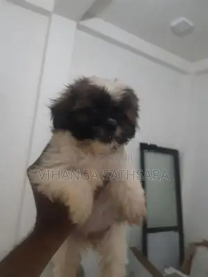 Sitzhu Pupies